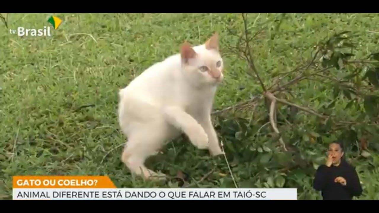 Gato com caracter&iacute;sticas de coelho faz sucesso em Tai&oacute; (SC)