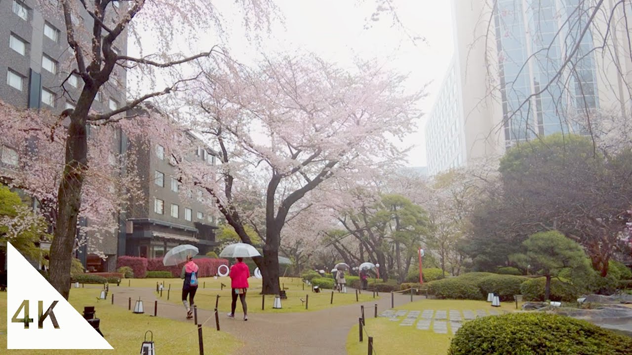 【4K】Rainy Hanami Walk: Japanese Garden & Meguro River