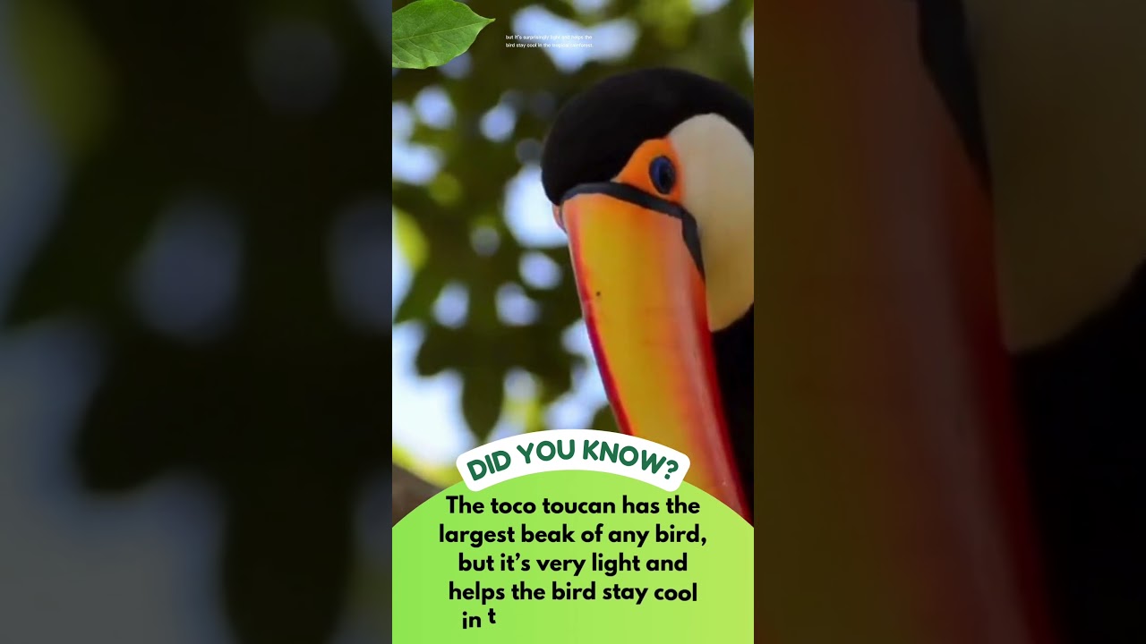 Великолепный тукан Токо