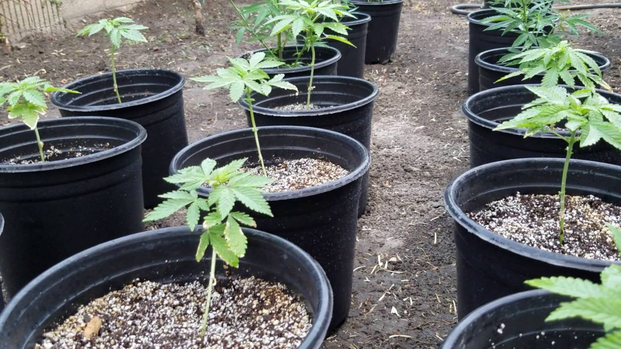 Cannabis 4 weeks into veg