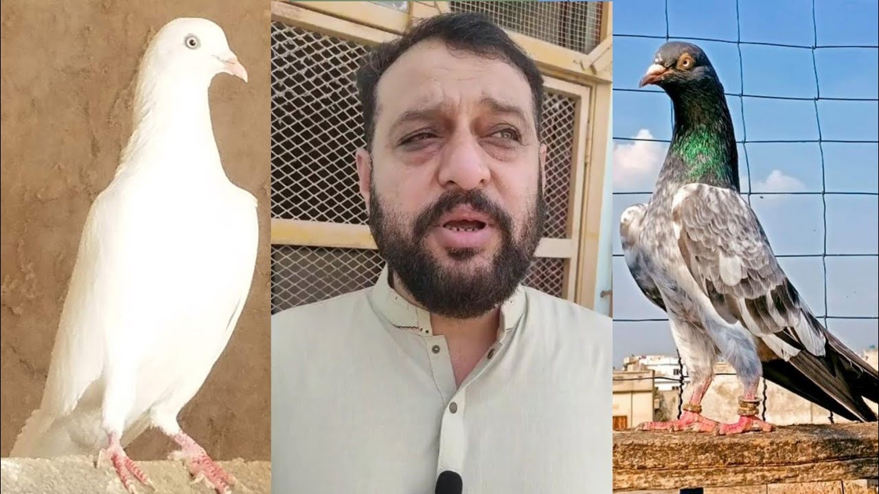 information Low Flyers High Flyers  Pigeons Ki Pehchan|Record Holder Ustad Abdul Basit