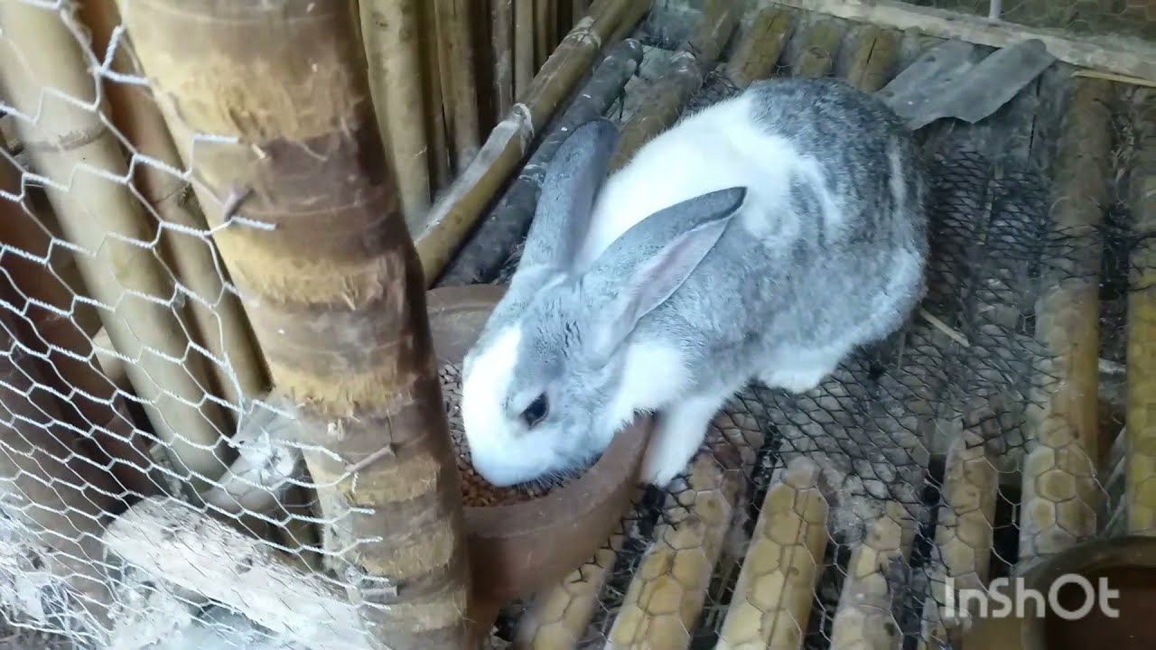 Coelhos Borboleta e alguns Filhotes