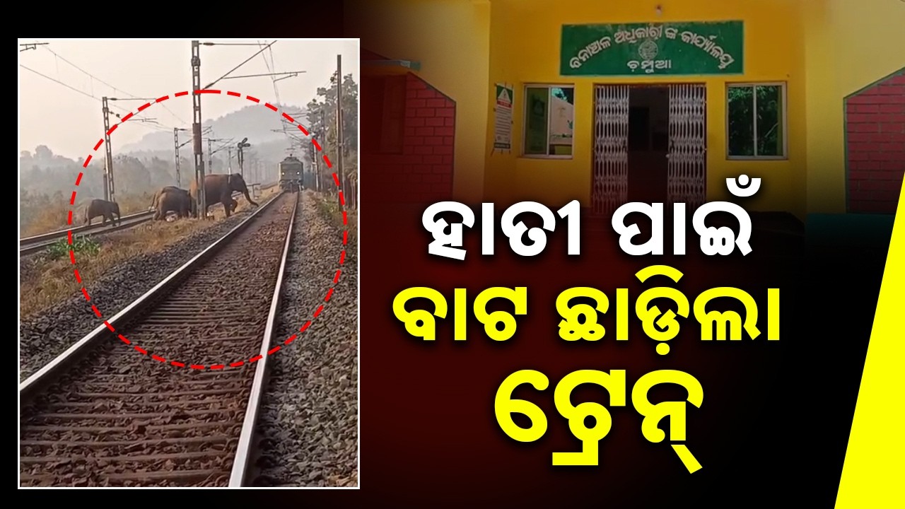 14 Elephants Cross Railway Track In Champua: Alert Train Driver Stops Train To Save Lives  | Sambad