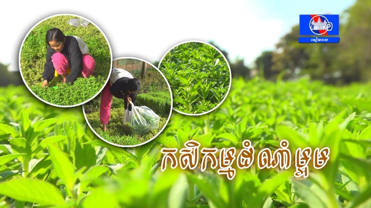 កសិកររស់នៅក្នុងសង្កាត់ជ្រាវ ក្រុងសៀមរាប ចែករំលែកបទពិសោធន៍ពីការដាំដុះដំណាំម្អម ដែលជាដំណាំងាយស្រួលដាំ