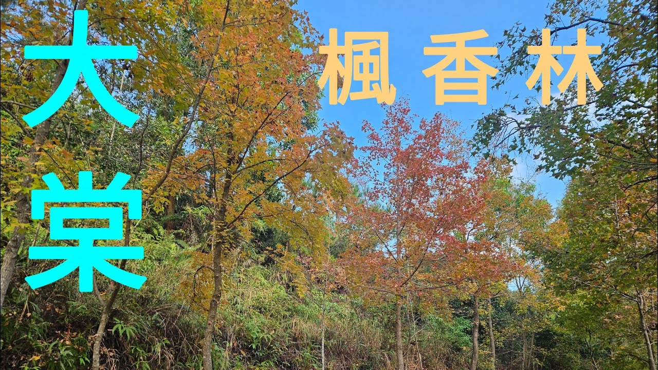 元朗.大棠(紅葉)雖然已過最佳觀賞時間,但都仲有紅葉😍😍25.12.2025