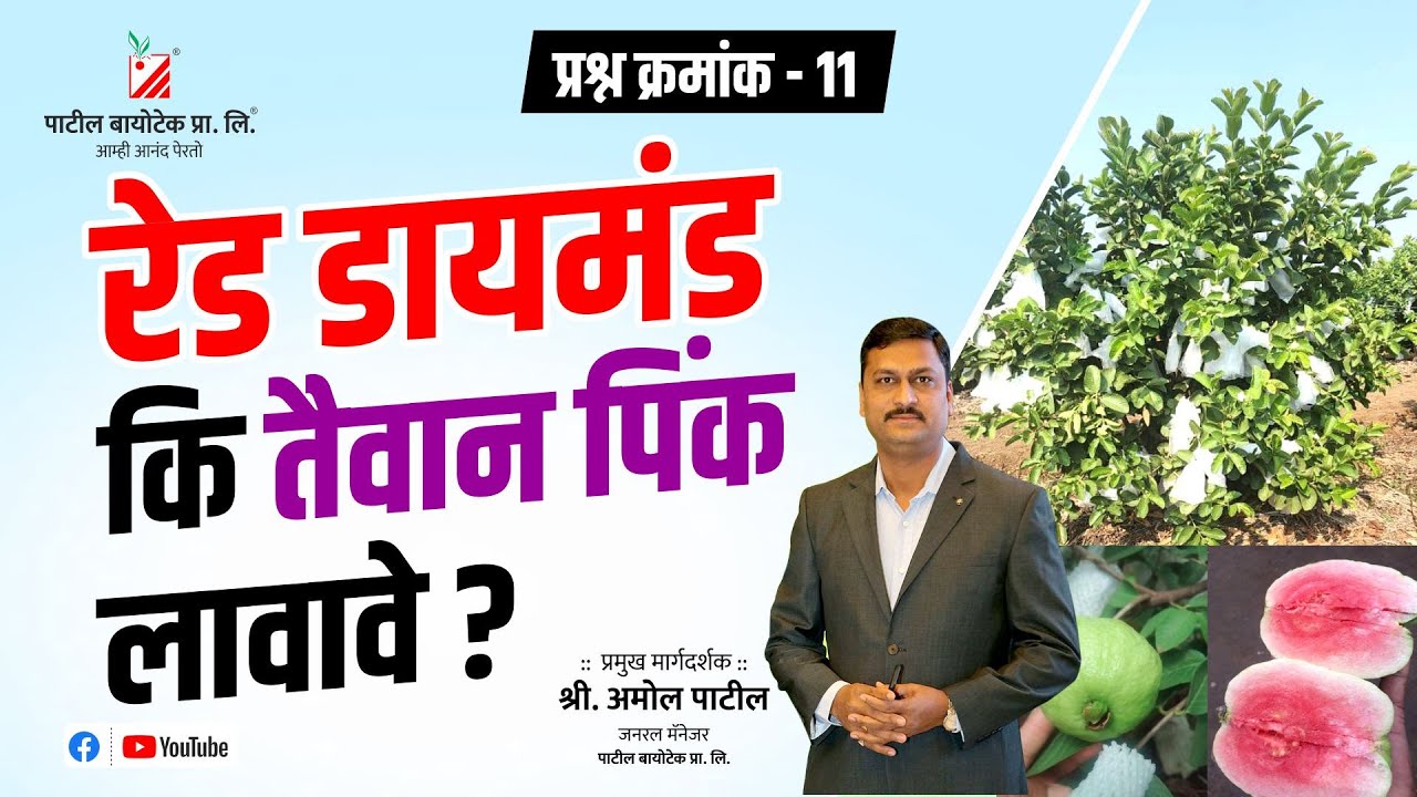 प्रश्न - ११ - रेड डायमंड लावावा कि पिंक तैवान लावावे