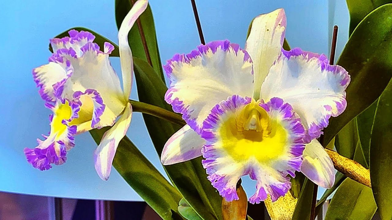 2023台灣國際蘭展-嘉德麗雅蘭競賽花展示！Taiwan International Orchid Show-Cattleya Competition Flower Display