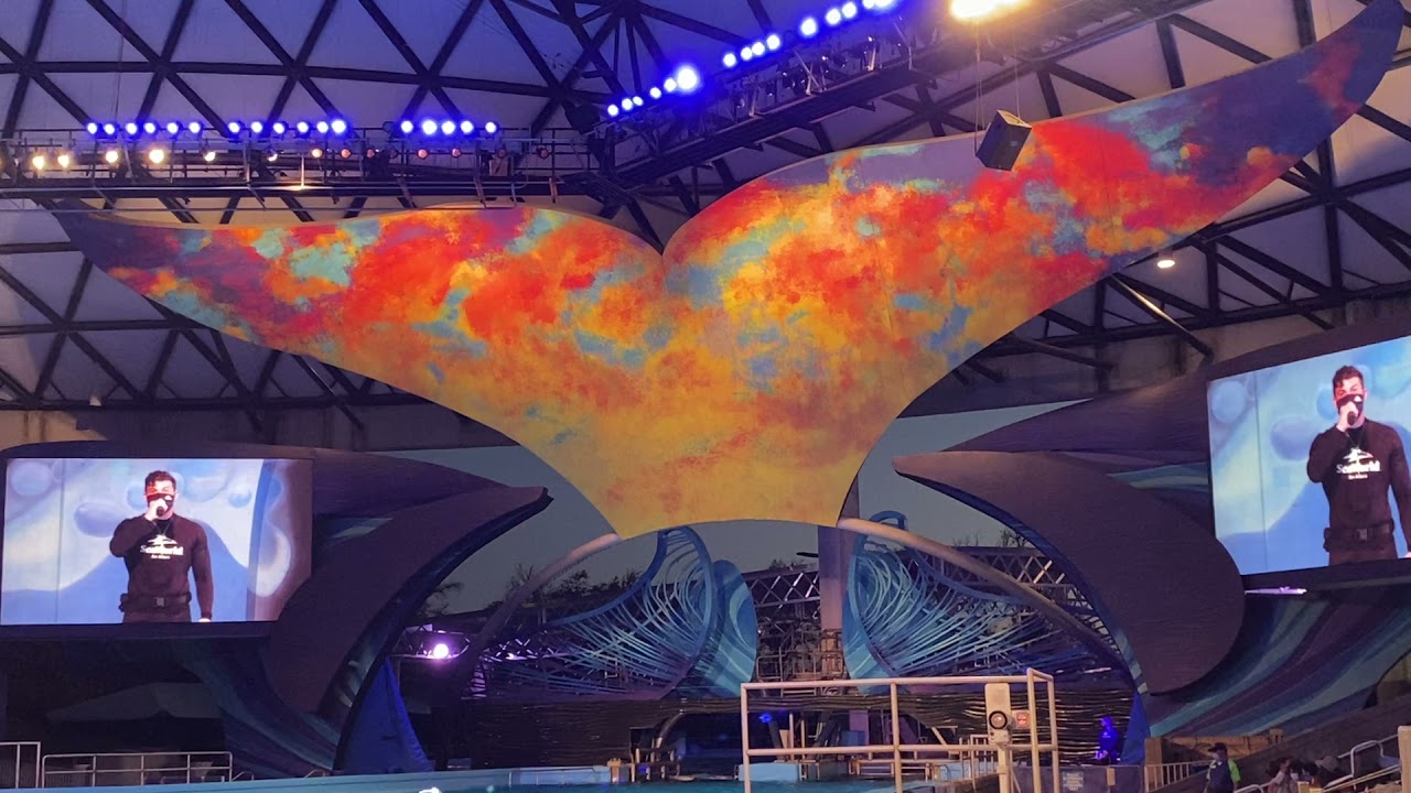 SeaWorld killer whale 🐋/ shamu show