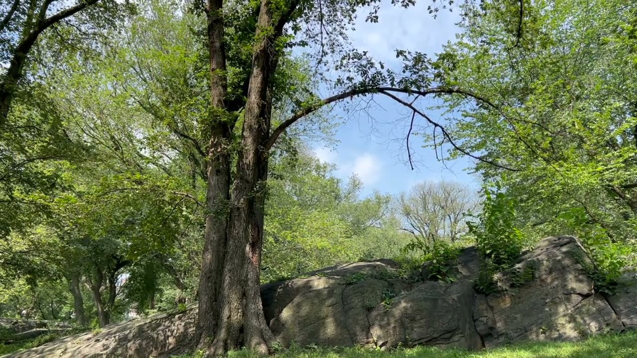 Ancient Oak & Rocky Grove | Soothing Woodland Ambience