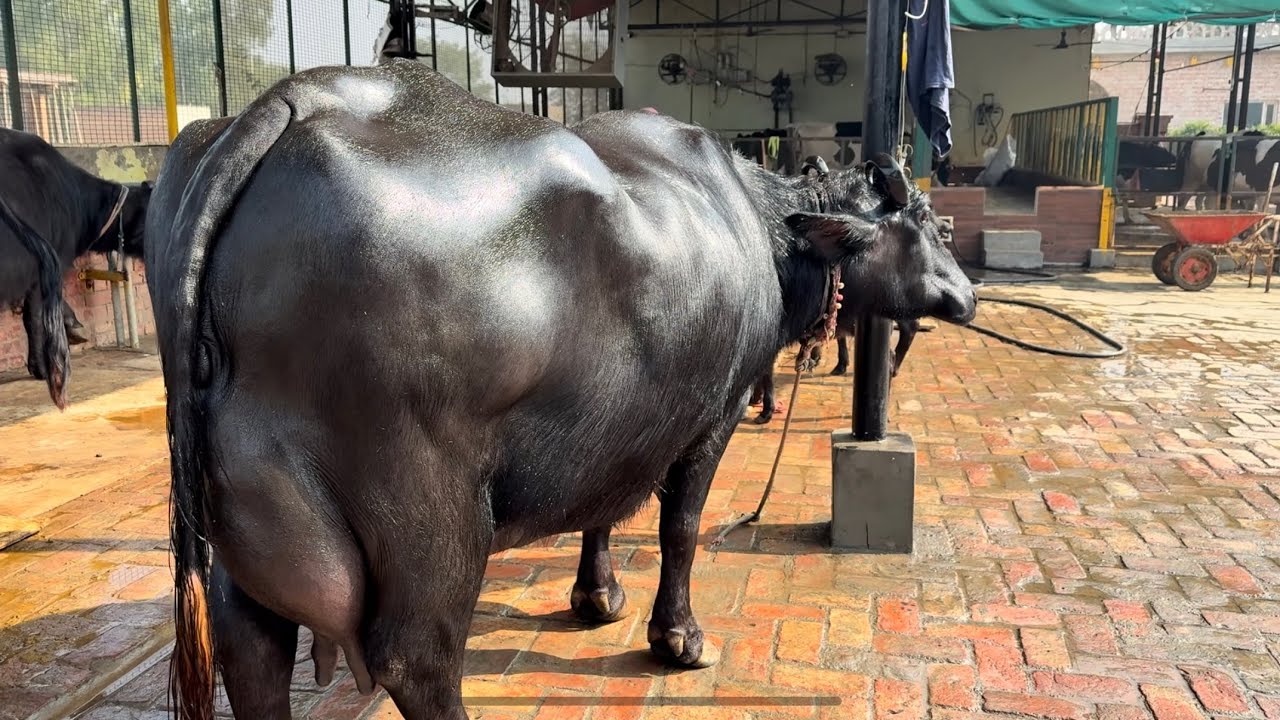 24 November 2025 good quality udder