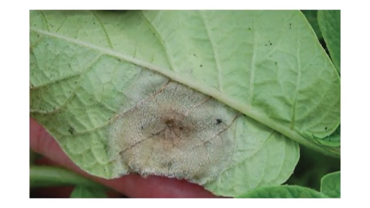 Control Potato Late Blight with Orondis Opti