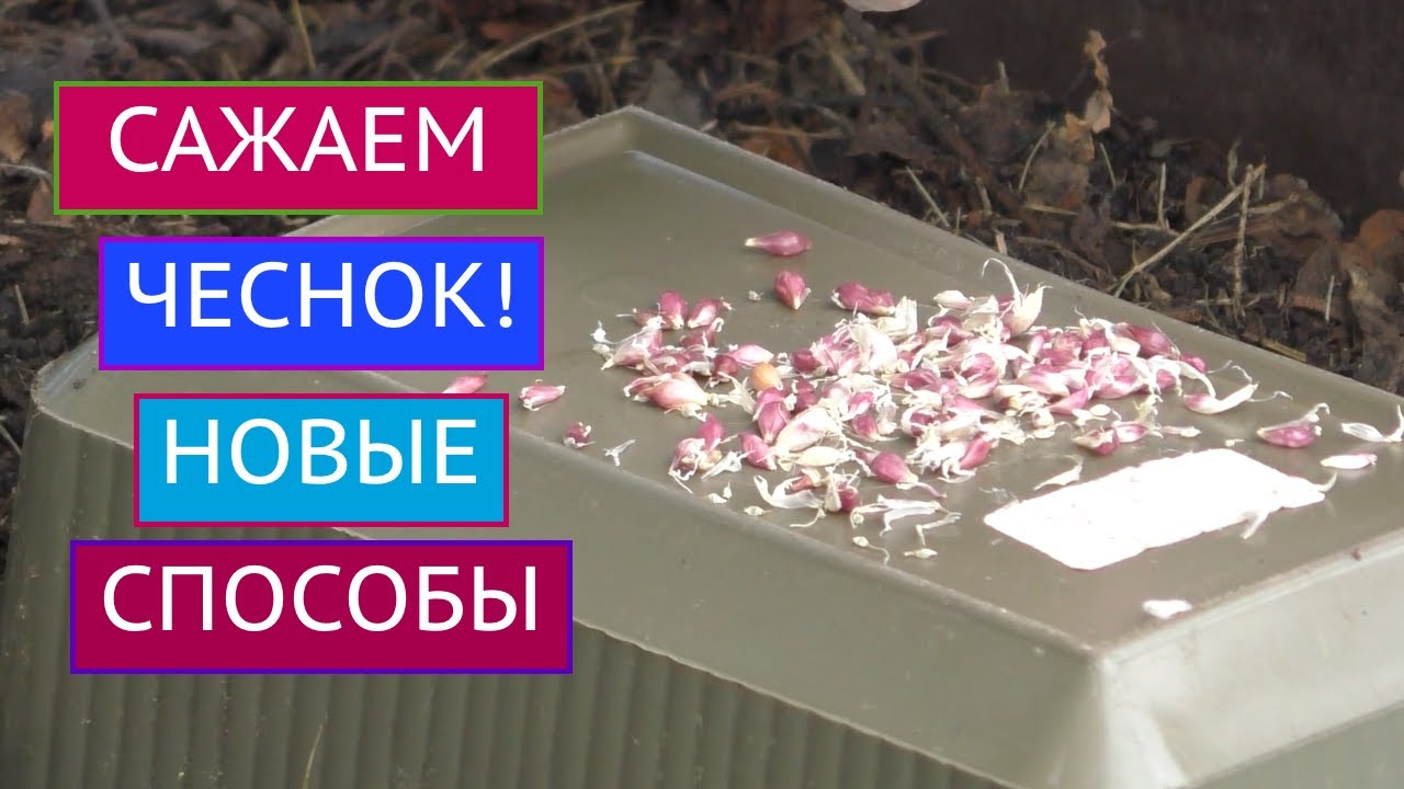 САЖАЕМ ЧЕСНОК БУЛЬБОЧКАМИ И ДРУГИМИ СПОСОБАМИ!
