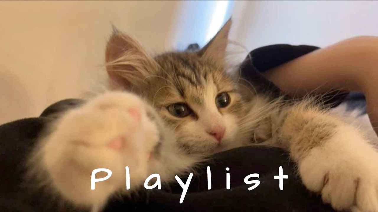 힙한 카페 사장님이 고르고 고른 인스타 감성 🤍🎧 | chill r&b · study & relax
