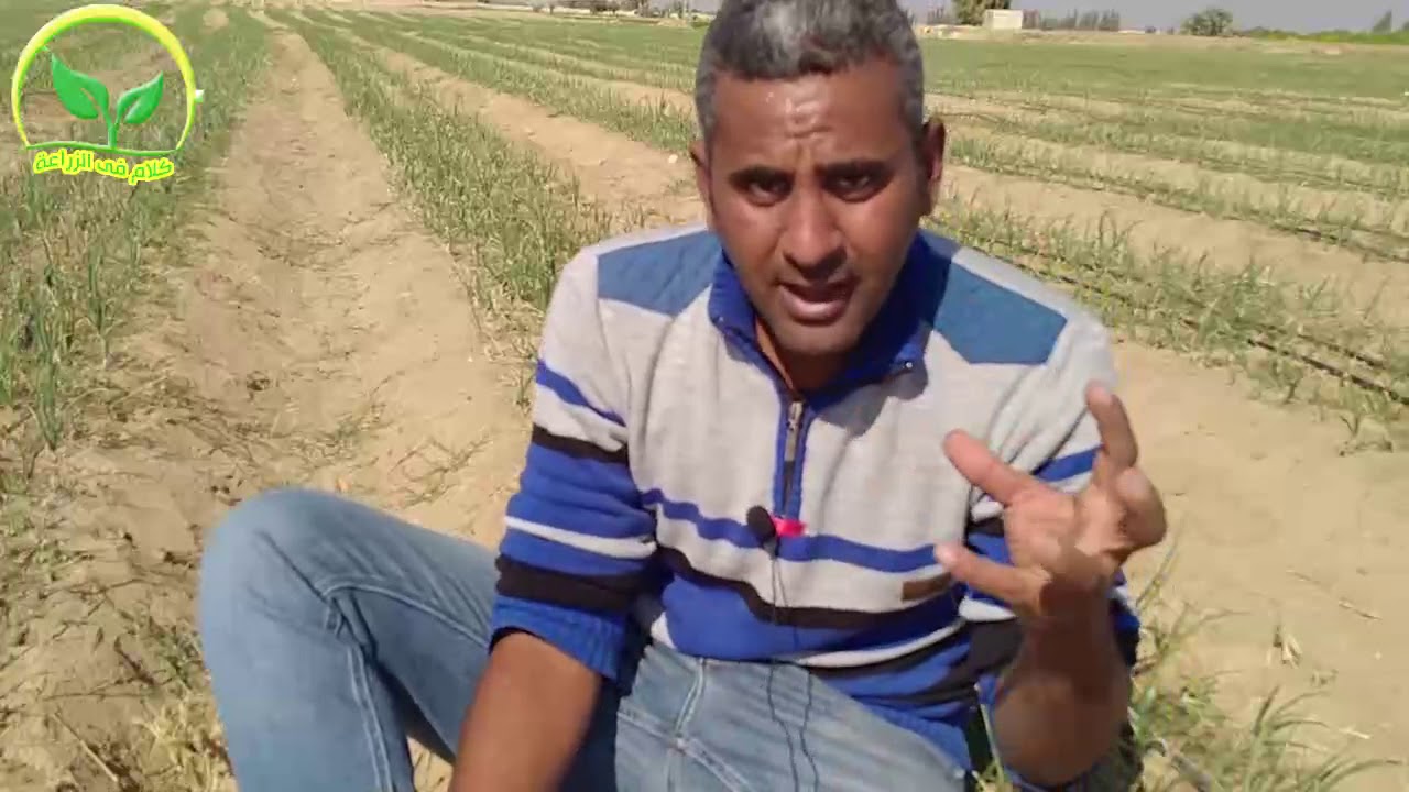 تسميد البصل خلال الشهر الاول من الزراعة