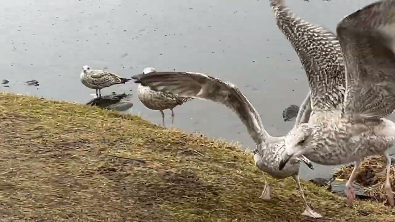 Baby Seagull jumping Happy in the front when he see me ,- getting feed whith Pigeons-Norway 