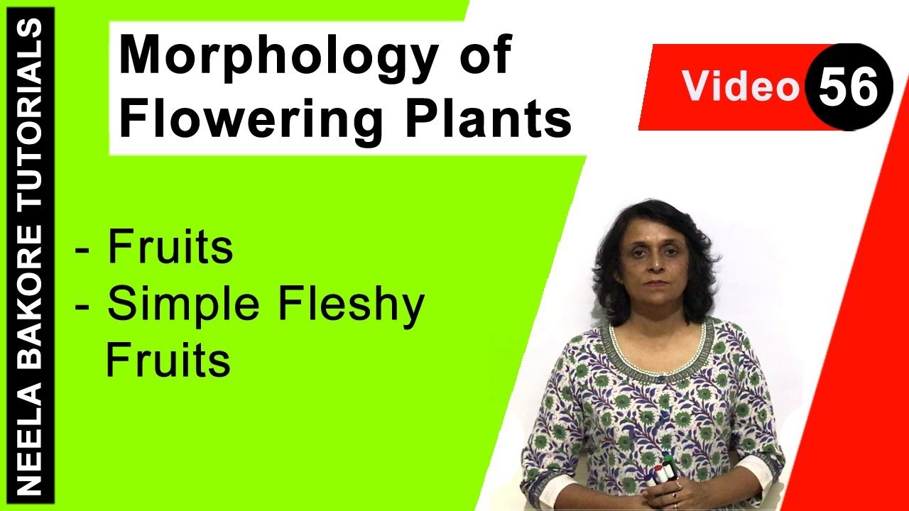 Morphology of Flowering Plants | NEET | Fruits - Simple Fleshy Fruits  | Neela Bakore Tutorials