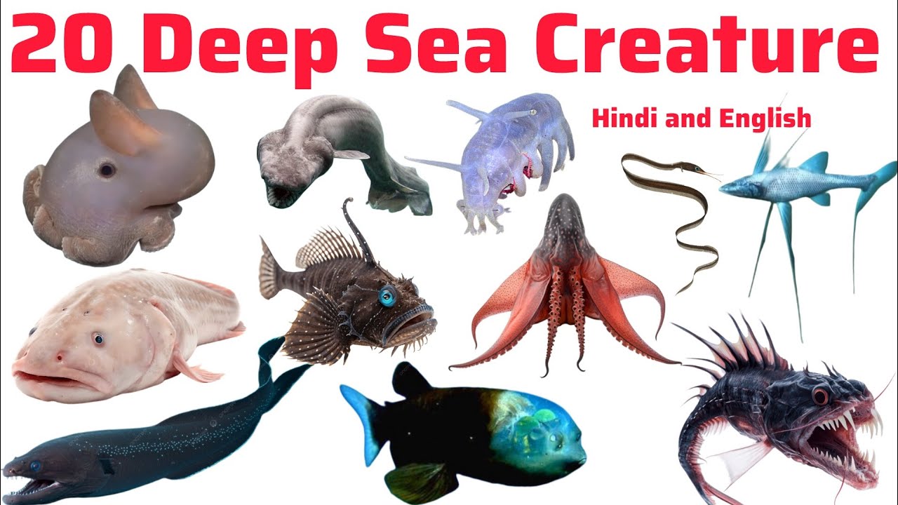 बच्चों के लिए समुद्री जीवों के नाम  | Sea Creature name Hindi-English|New pre Kids Knowledge video 