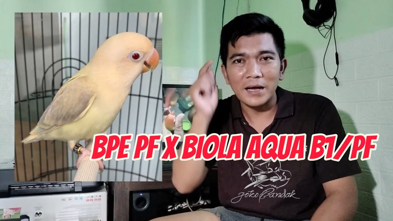 BPE PF X BIOLA AQUA B1/PF Bisa Hasilkan apa
