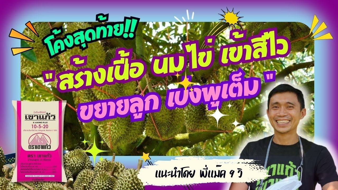 สร้างเนื้อ เข้าสีไว ขยายลูก เบ่งพูเต็ม ด้วย 10-5-20+10%OM |ปุ๋ยตราเขาแก้ว (Official)
