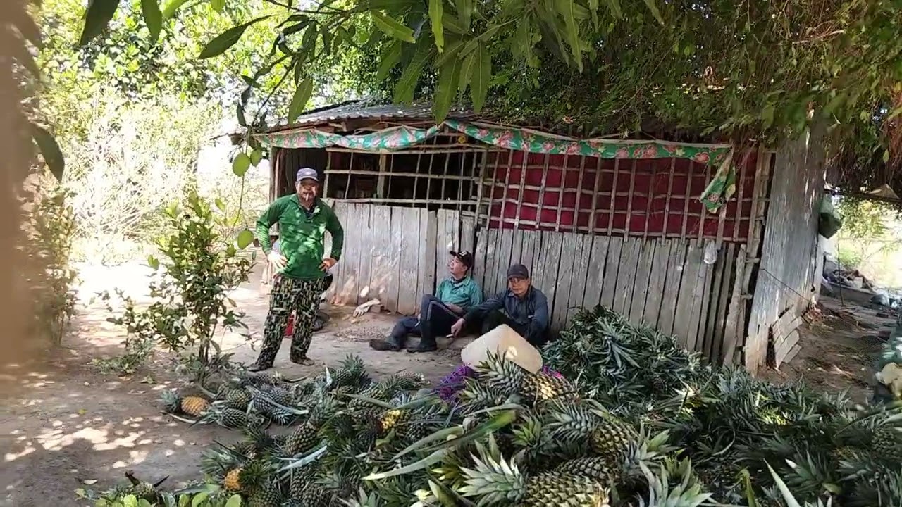 típ tục làm khóm nha cả nhà 🍍🍍🍍🍍🍍🍍 ở U Minh thượng KG 