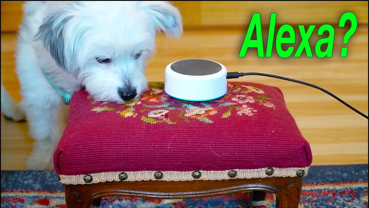Our Dogs React to Alexa