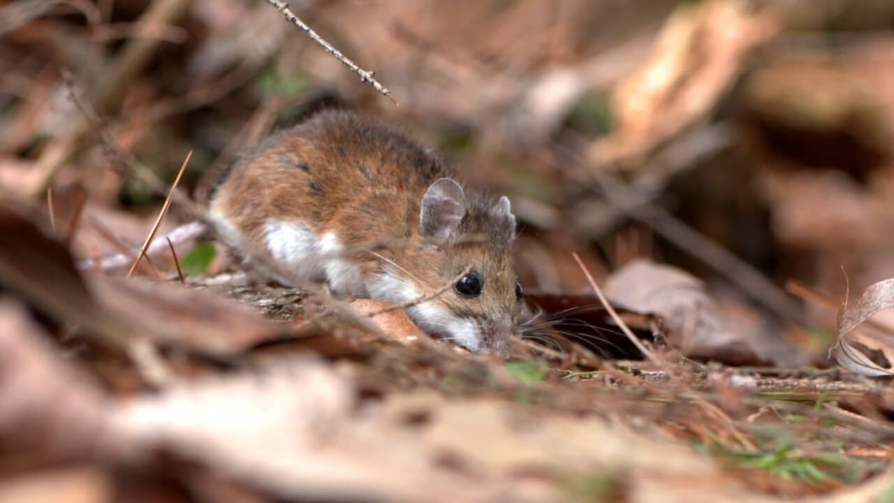 Small mammals, big personalities