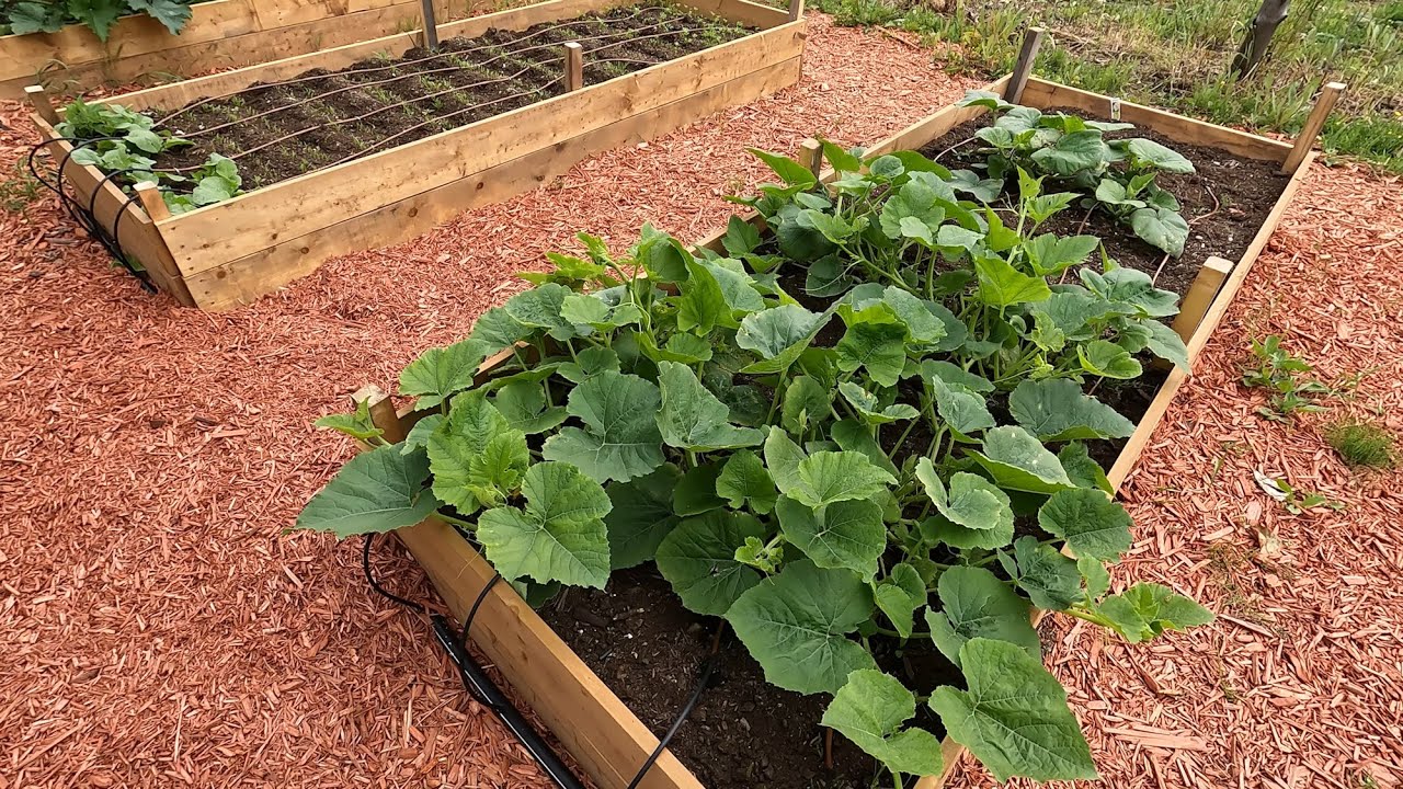 solar rain water drip irrigation