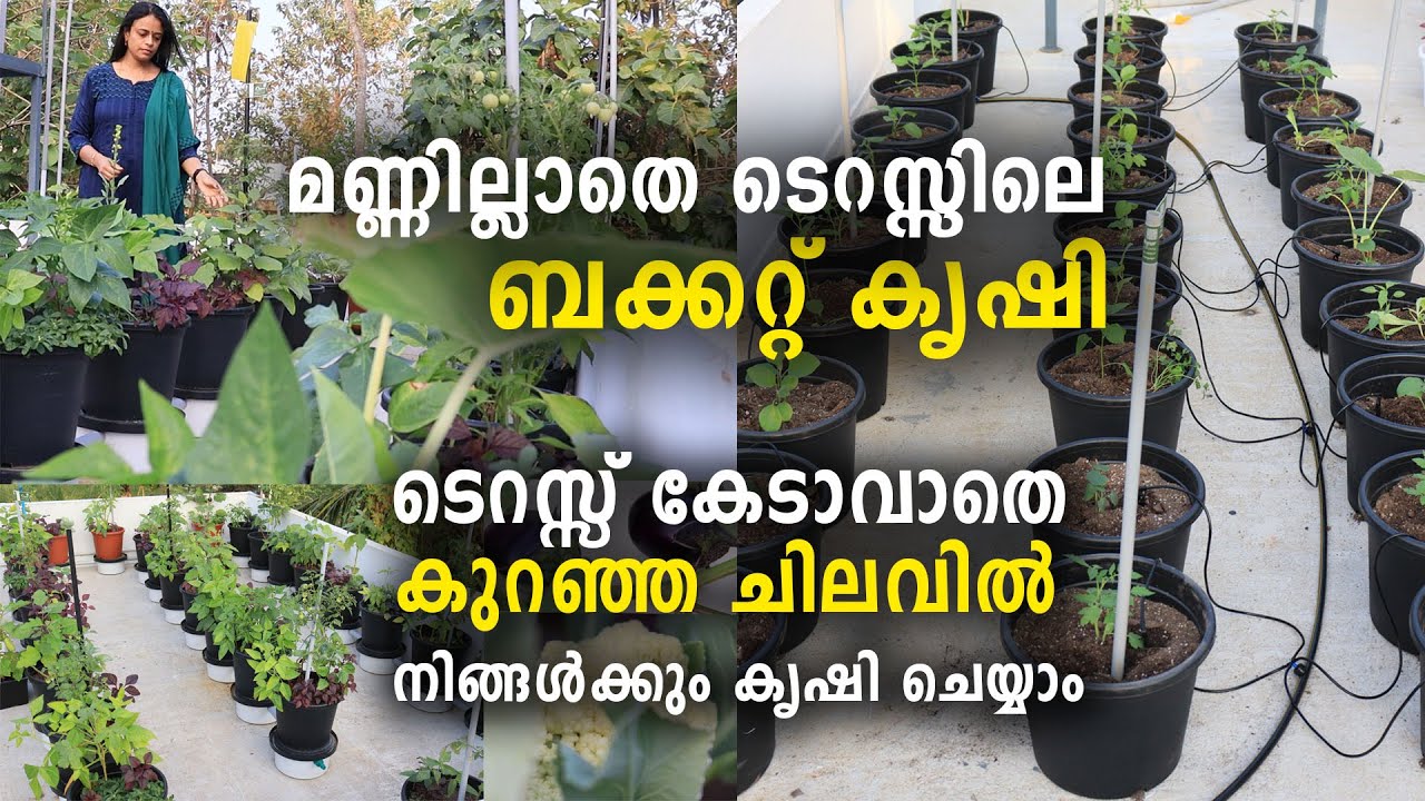 മണ്ണില്ലാതെ ടെറസ്സിലെ ബക്കറ്റ് കൃഷി | ടെറസ്സ് കേടാവാതെ കുറഞ്ഞ ചിലവിൽ നിങ്ങൾക്കും കൃഷി ചെയ്യാം