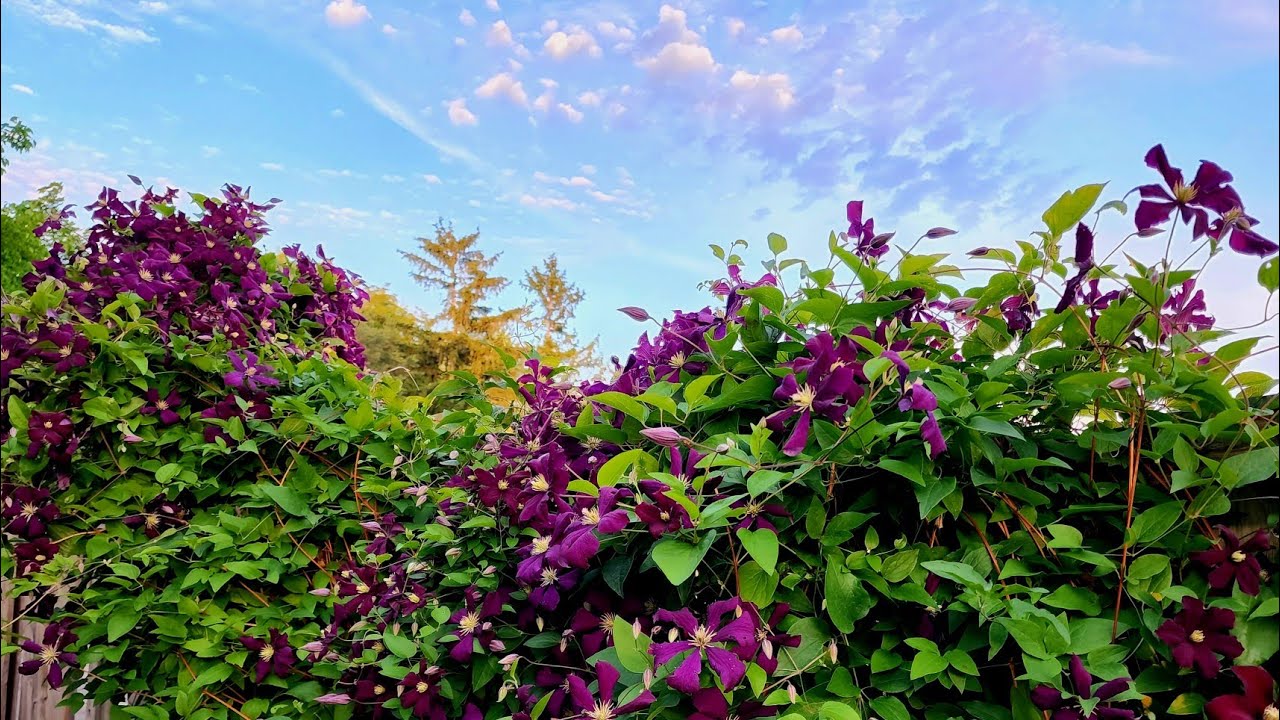 Sophie's Garden 最容易爆花最容易打理的铁线莲Clematis 'Jackmanii Superba'