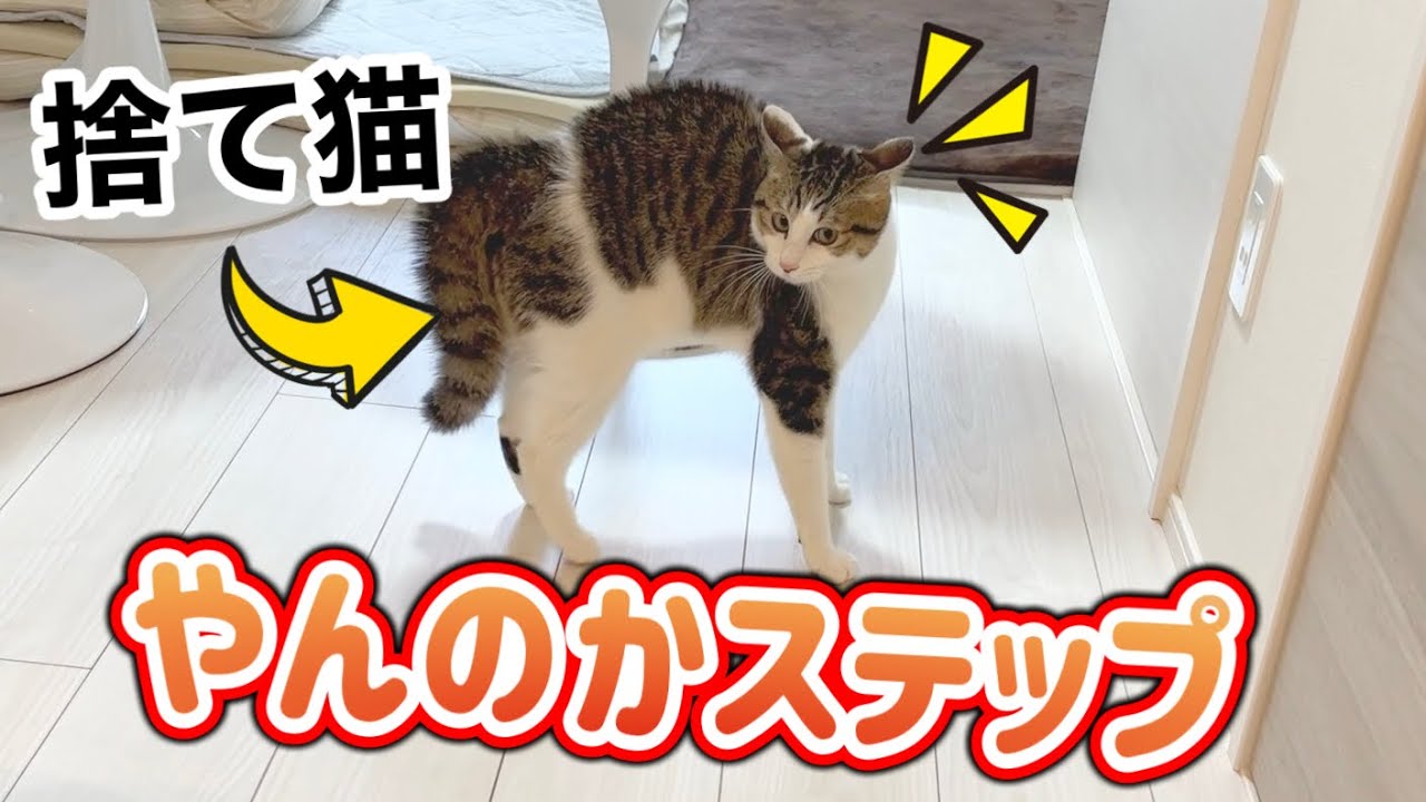 やんのかステップが立派な子猫【保護猫３匹との暮らし】