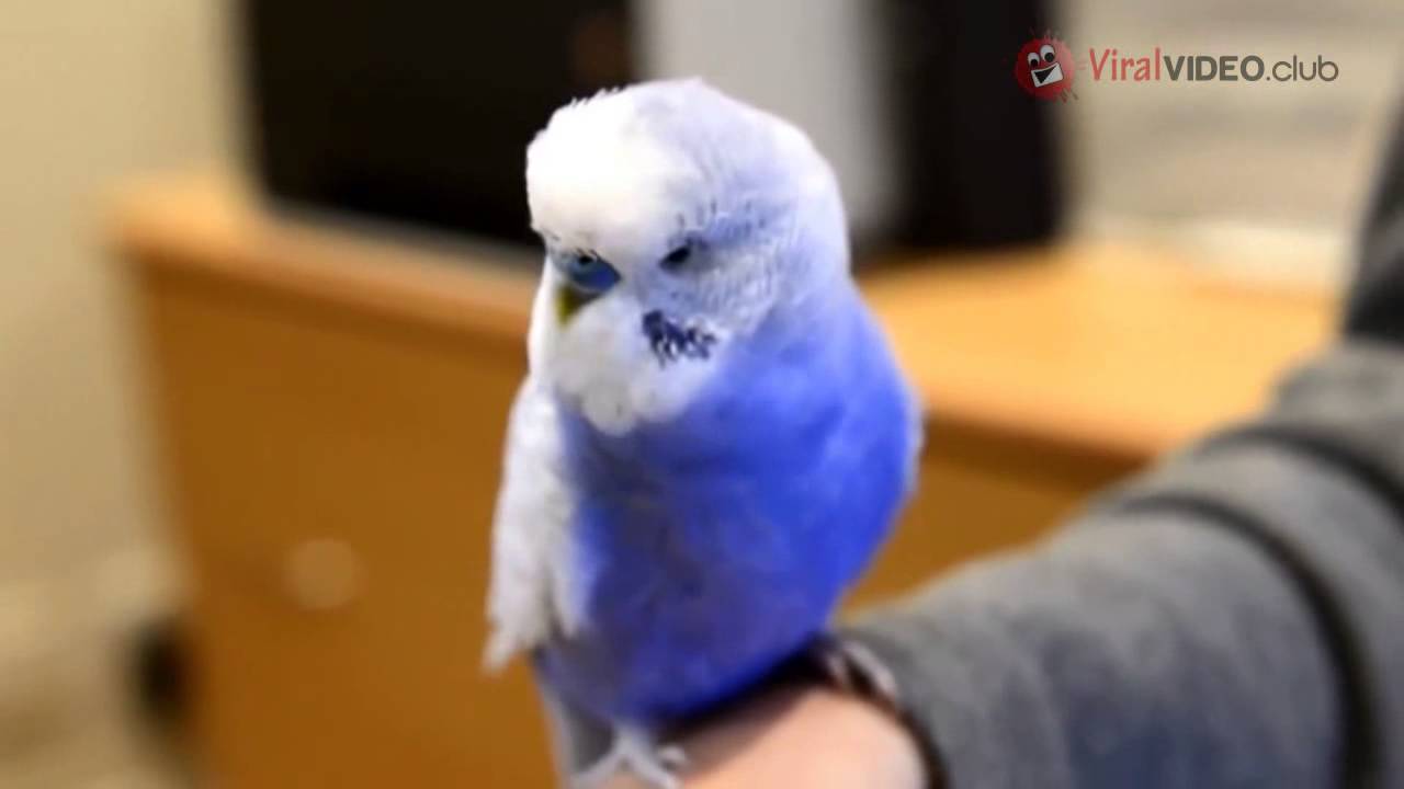 BUDGIE TALKS LIKE R2D2