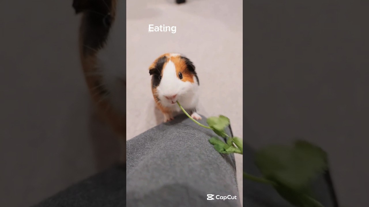 The ASMR of Guinea Pigs Eating