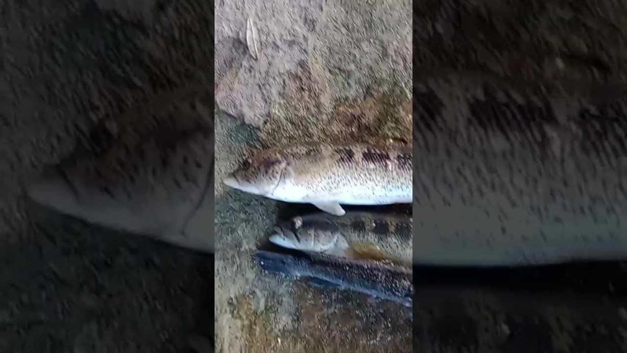 #pesca