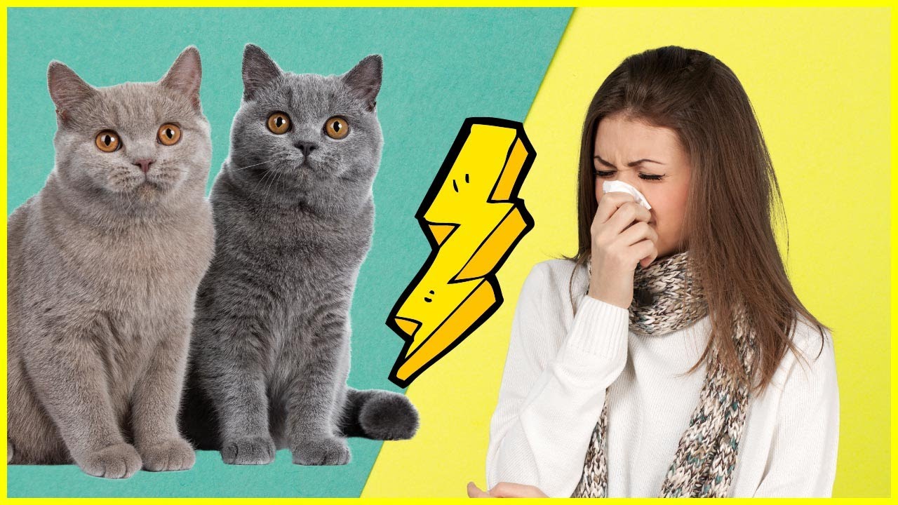 Diese 7 Katzenrassen eignen sich auch f&uuml;r Allergiker 😍