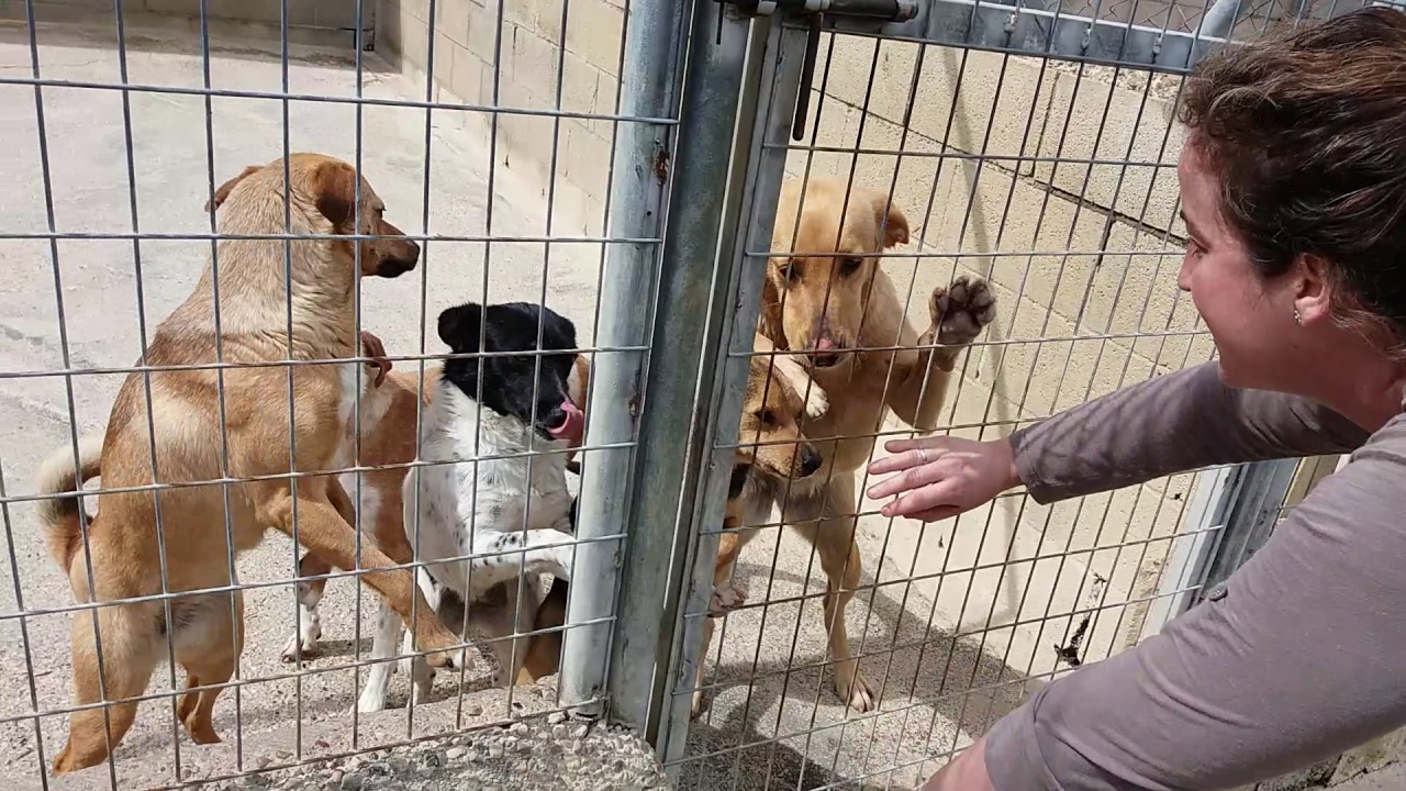 Refugio de animales, Sevilla