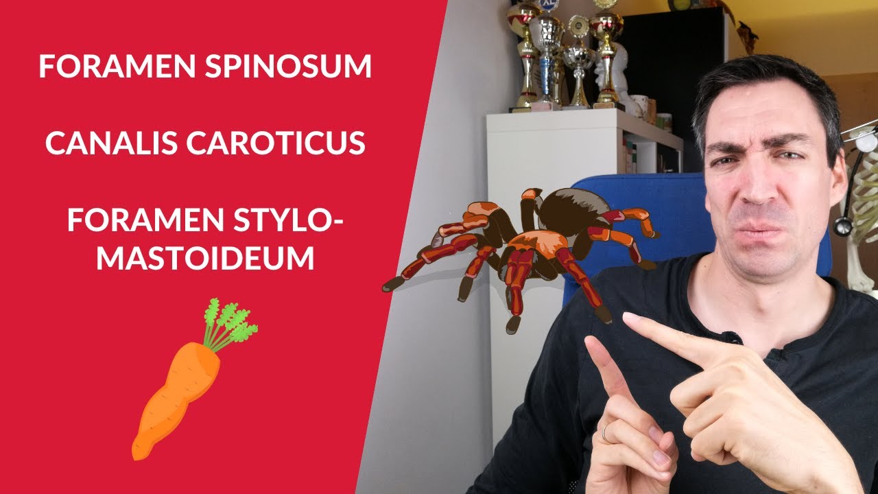 Foramen spinosum, Canalis caroticus & Foramen stylomastoideum: Leitungsbahnen + Eselsbrücken