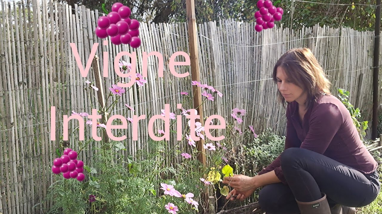 des vignes naturellement résistantes aux maladies !