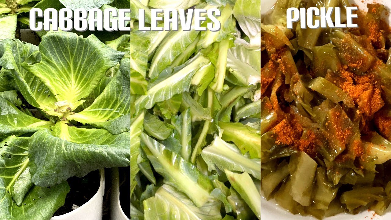 Do you know cabbage leaves can make pickle eating delicious ? || Kohlblätter können Gurken machen