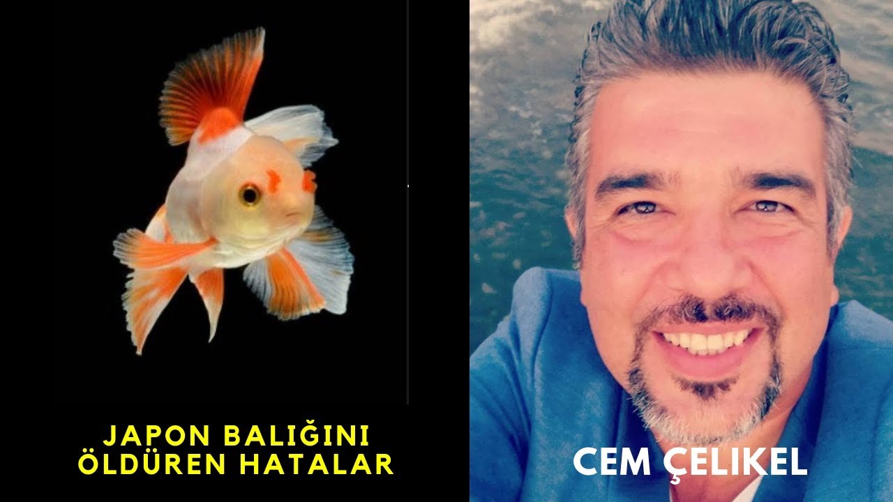 💧 Japon Balığı Bakımında Kaçınılması Gereken Hatalar ve Çözümleri! 🌊⚠️