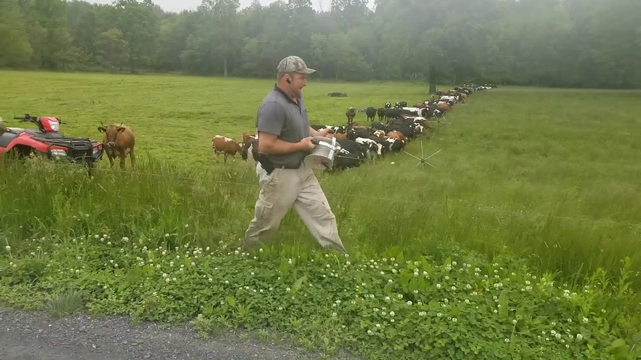 Portable pasture portable fence tumblewheels being moved at SpringWood Organic Farm Spring 2020