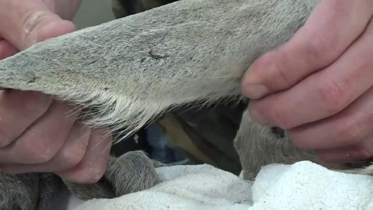 Learn Taxidermy: Setting Your Work Apart from the Crowd- Ear Techniques