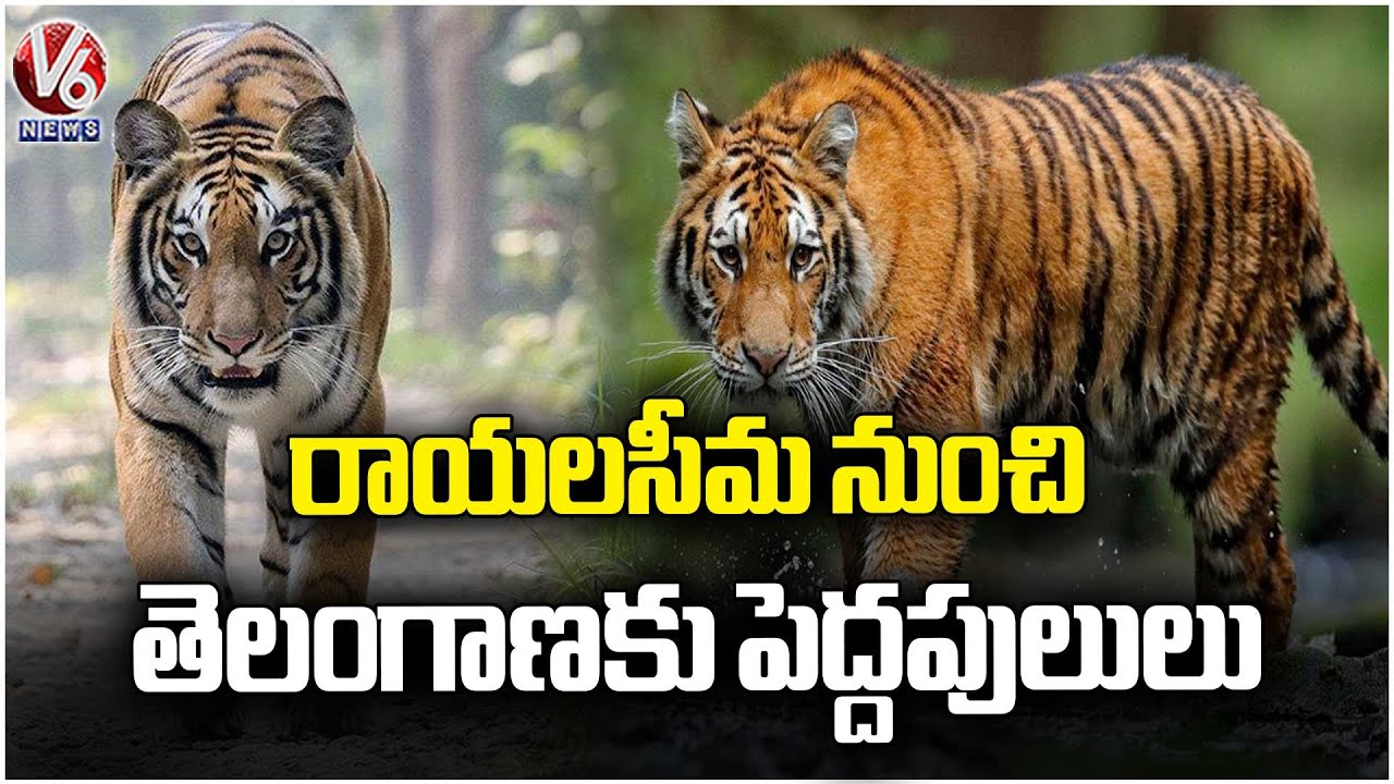 Tigers from Srisailam Tiger Reserve to Amrabad Tiger Reserve  |V6 News