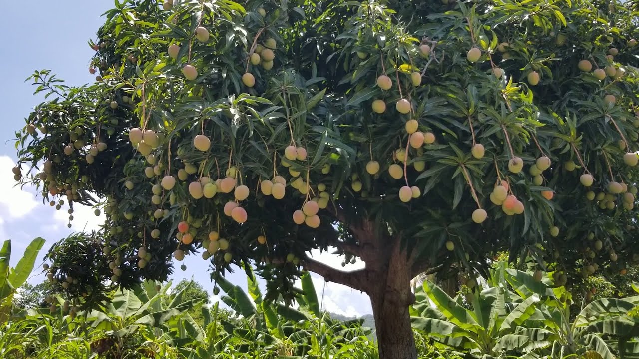 COMO INJERTAR MANGO SIN FALLAR, LA MANERA MAS FACIL DE INJERTAR FRUTALES.