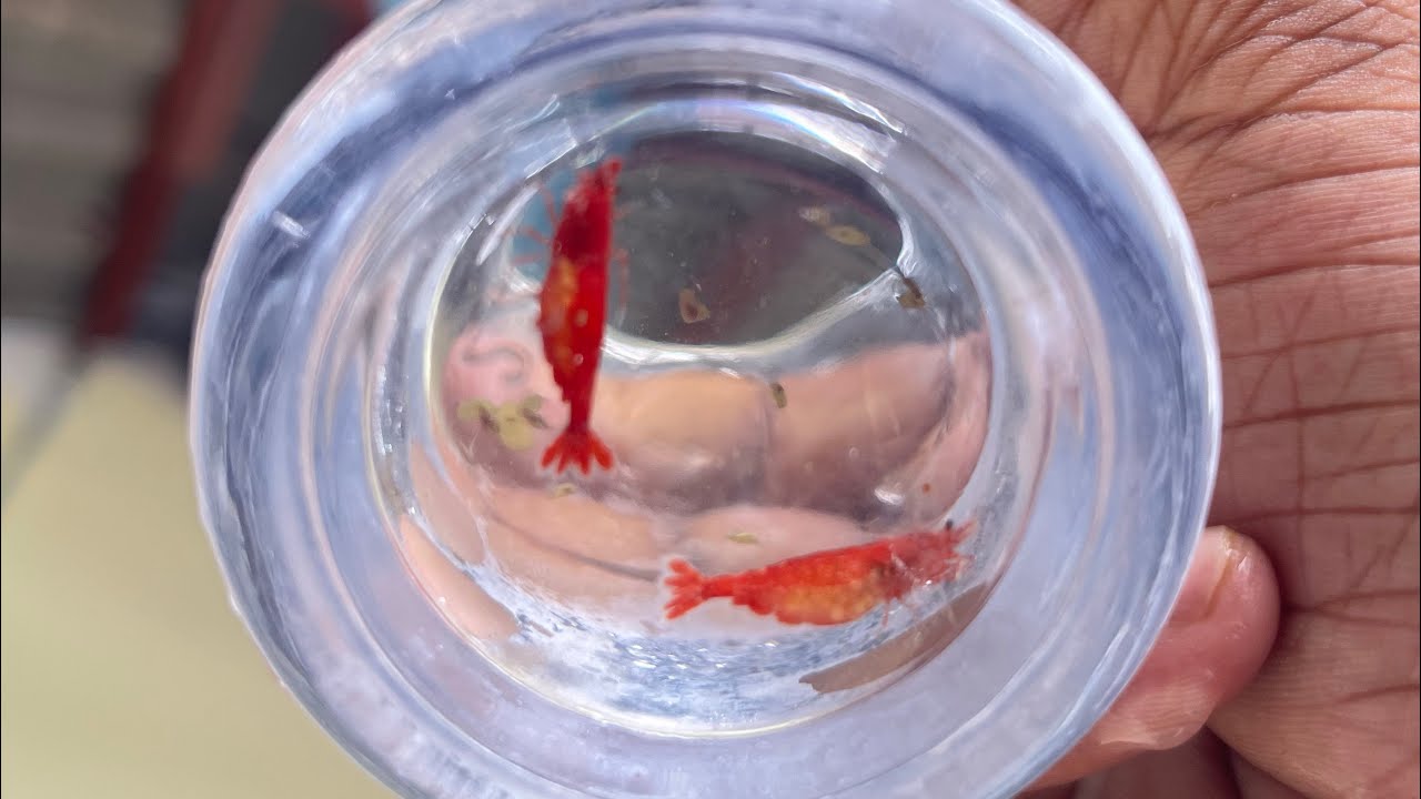 Blue velvet shrimp breeding part - 4  —Subscribe and comment for more update 🫂😌