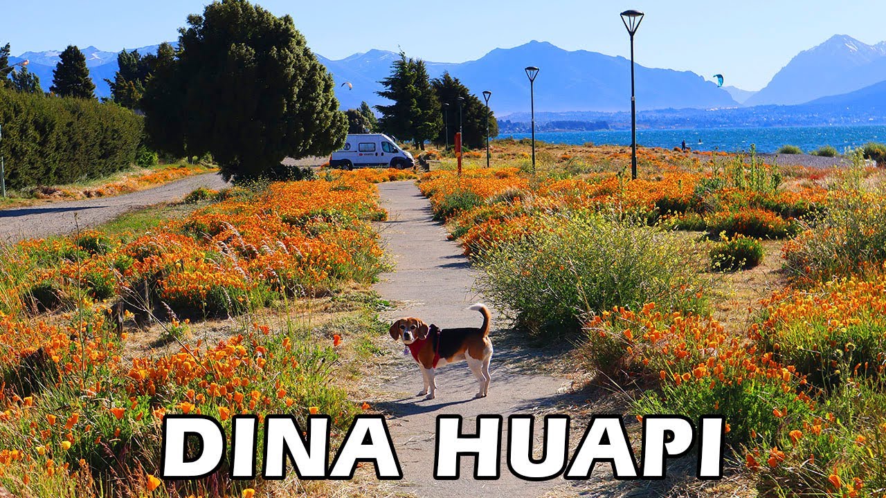 LA PLAYA MÁS TRANQUILA CERCA DE BARILOCHE - Dina Huapi lleno de Flores y vientos Patagonicos - T2/C5