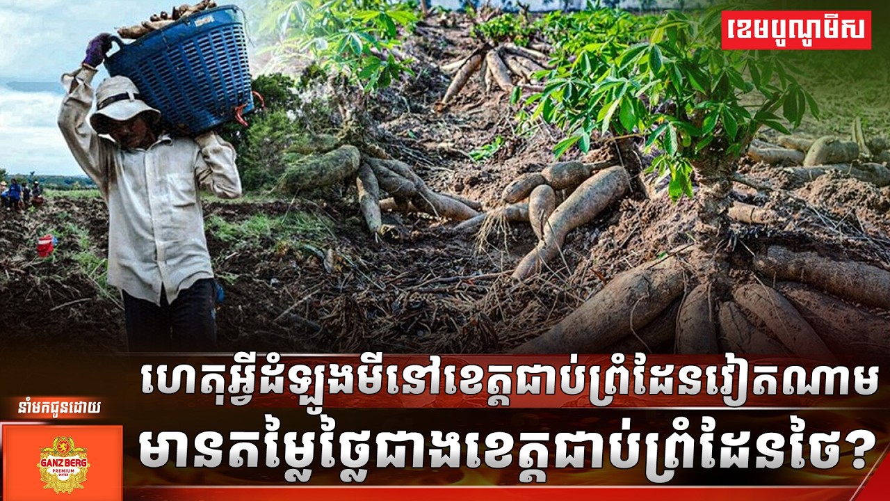 ហេតុអ្វីដំឡូងមីនៅខេត្តជាប់ព្រំដែនវៀតណាម មានតម្លៃថ្លៃជាងខេត្តជាប់ព្រំដែនថៃ?