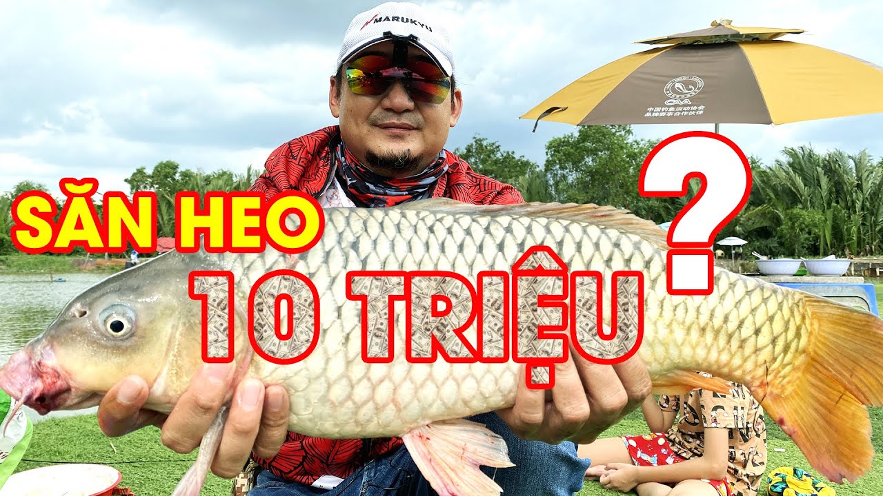 Câu Đài - Kỹ Thuật Câu Chép - Đi Săn CHÉP HEO.