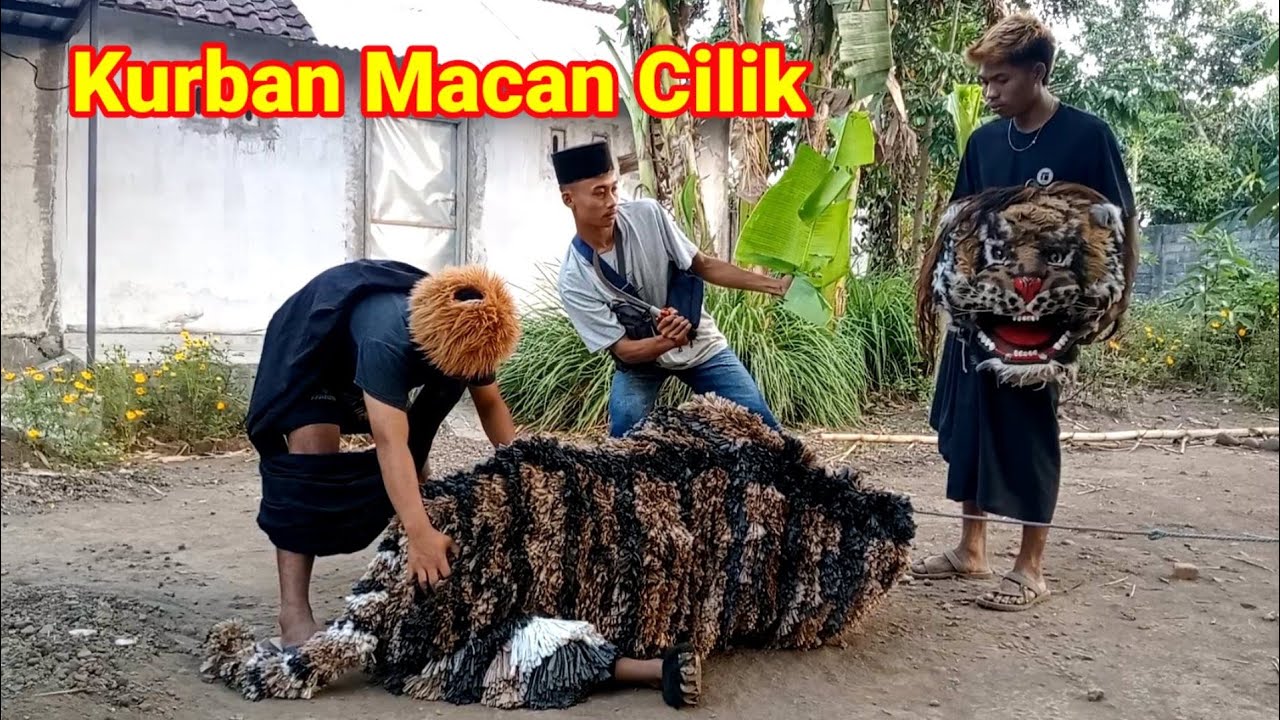 BUKAN KURBAN SAPI TAPI KURBAN MACAN MACANAN CILIK
