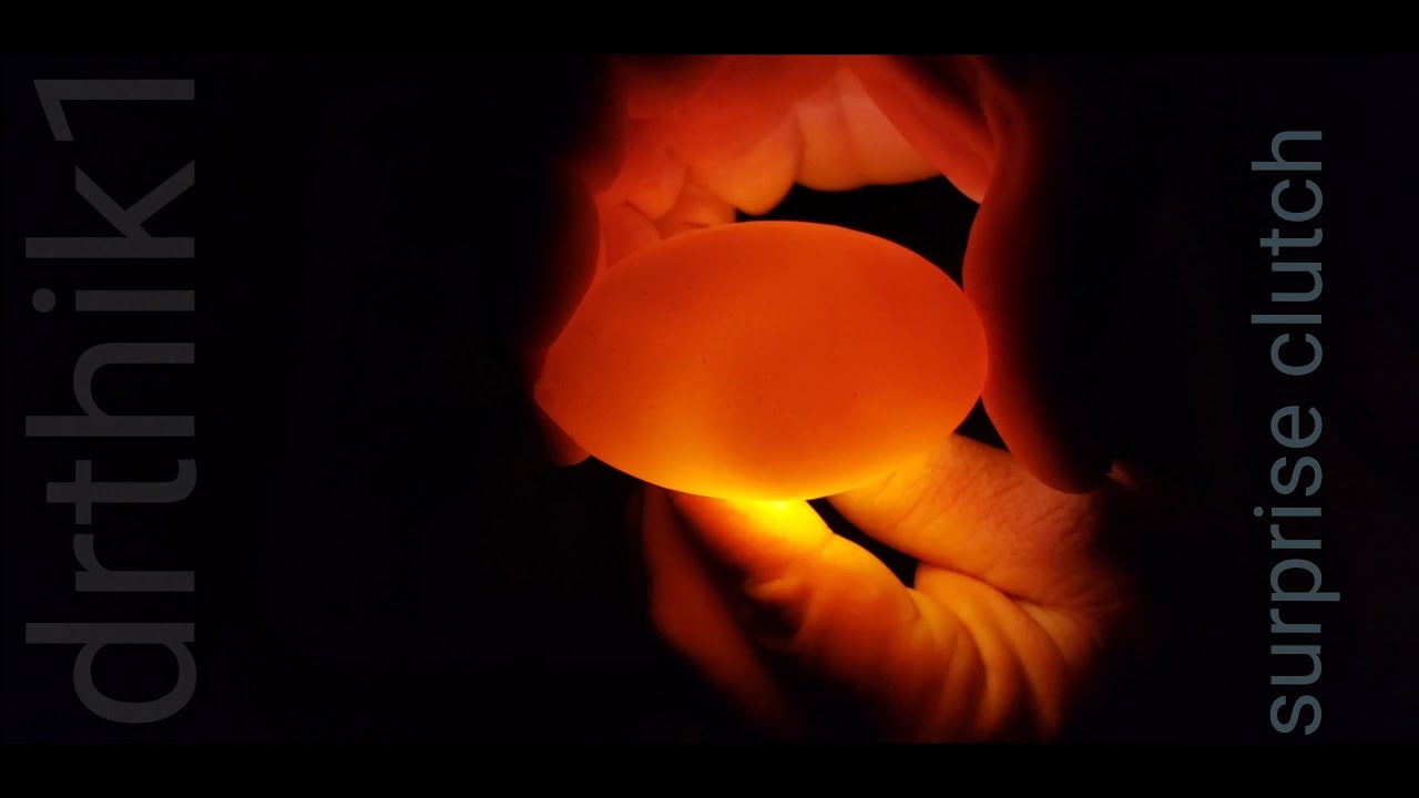 snake lays eggs