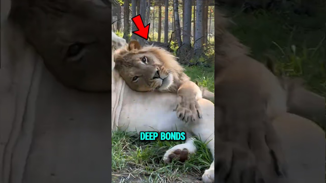 Три животных, которые формируют глубокие эмоциональные связи 😱